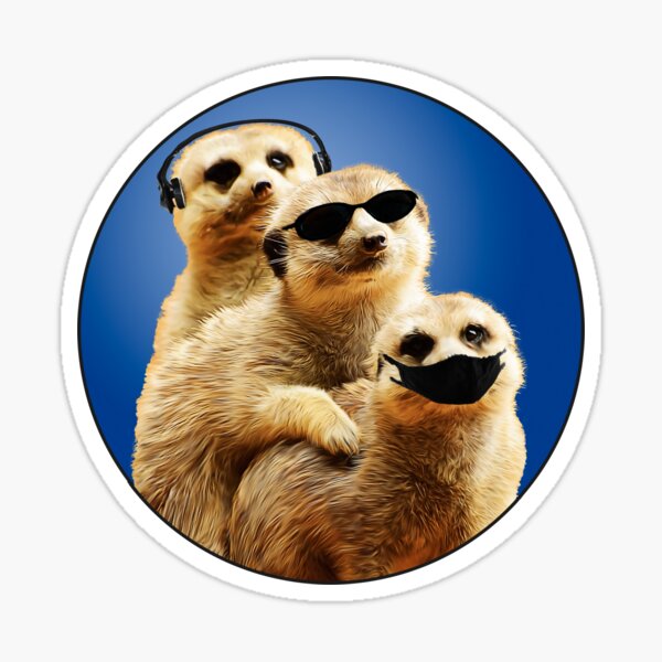 Humorous cute animal meerkats at play having fun design Sticker