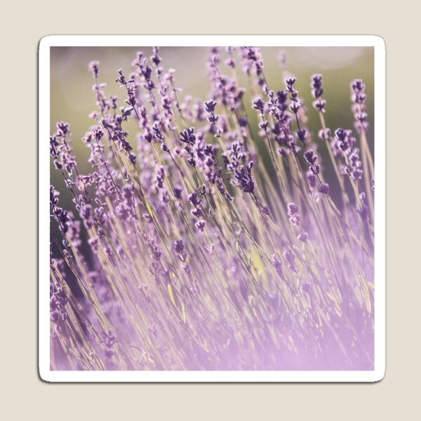 Item preview, El olor a lavanda designed and sold by DesignerCate.