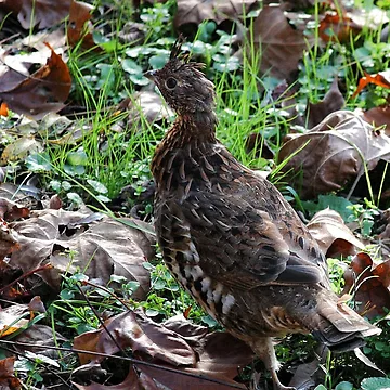 Artwork thumbnail, Native Ruffed Grouse by chstudios