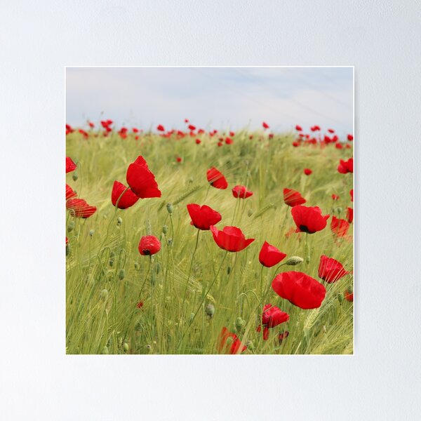 Item preview, Campo de amapolas designed and sold by DesignerCate.