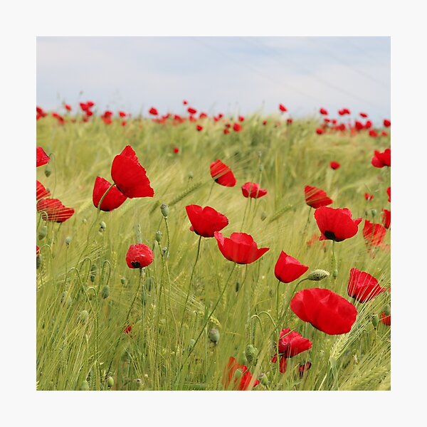 Aperçu de l'œuvre Champ de coquelicots créée et vendue par DesignerCate.