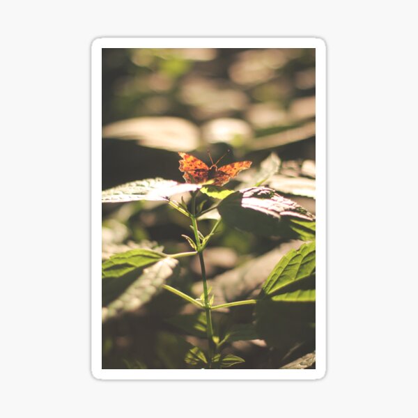 Butterfly ii Sticker