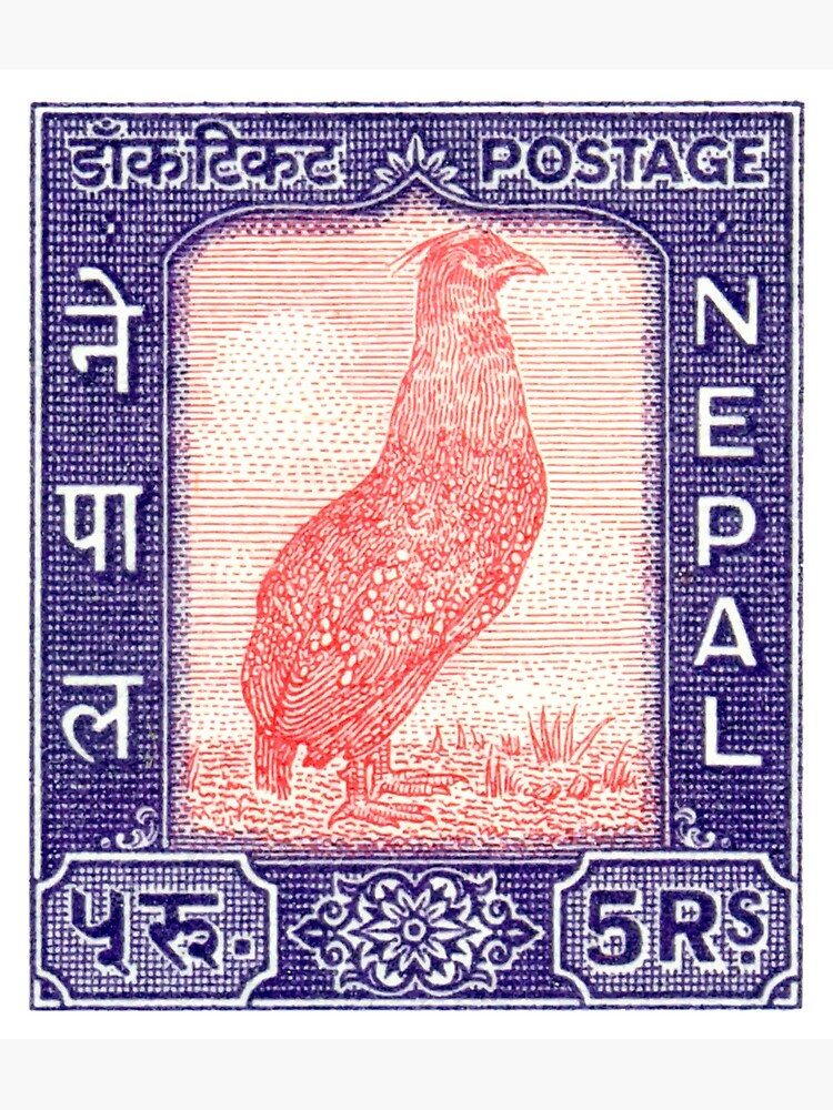 1960 Nepal Satyr Tragopan Postage Stamp by retrographics