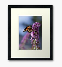 Monarch on Butterfly Bush Framed Print
