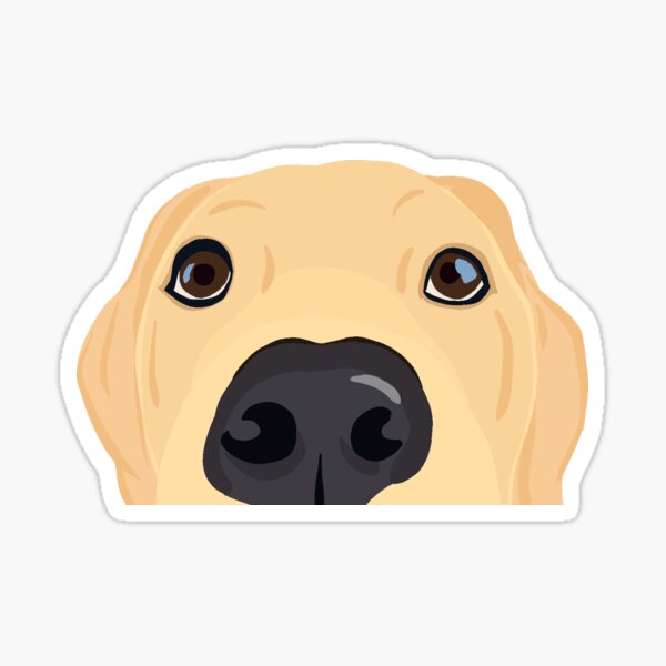 Curious Yellow Labrador Puppy Sticker