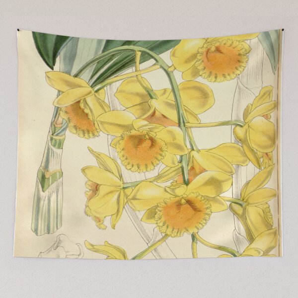 Item preview, Dendrobium chrysotoxum designed and sold by EsotericBotanic.