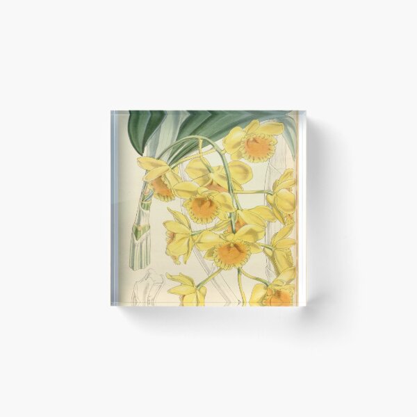 Item preview, Dendrobium chrysotoxum designed and sold by EsotericBotanic.