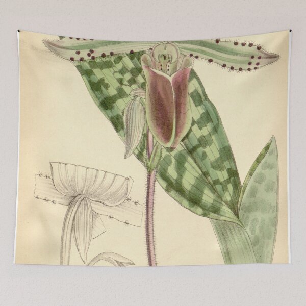 Item preview, Paphiopedilum lawrenceanum (as Cypripedium lawrenceanum) Curtis' 105 (Ser. 3 no. 35) pl. 6432 (1879) designed and sold by EsotericBotanic.