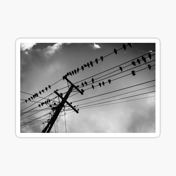 Aperçu de l'œuvre Les pigeons des lignes électriques se perchent, s'envolent et arrivent sur les lignes électriques préférées créée et vendue par Brian Scantlebury.