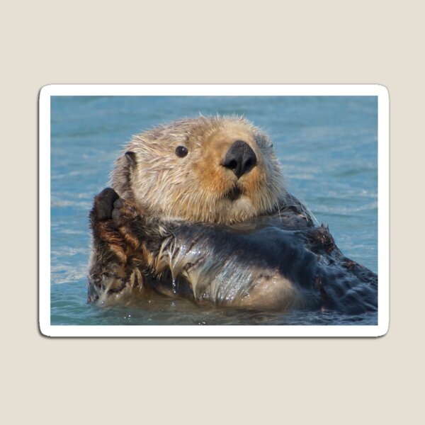 Otter Snuggle Magnet