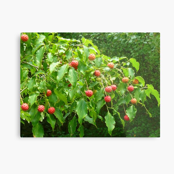 The Fruit of the Kousa Dogwood Tree Metal Print
