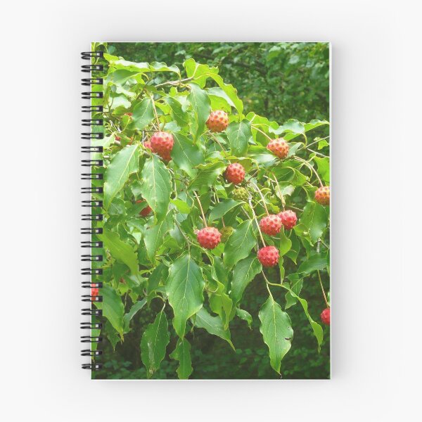 Item preview, The Fruit of the Kousa Dogwood Tree designed and sold by Vivian Eagleson.
