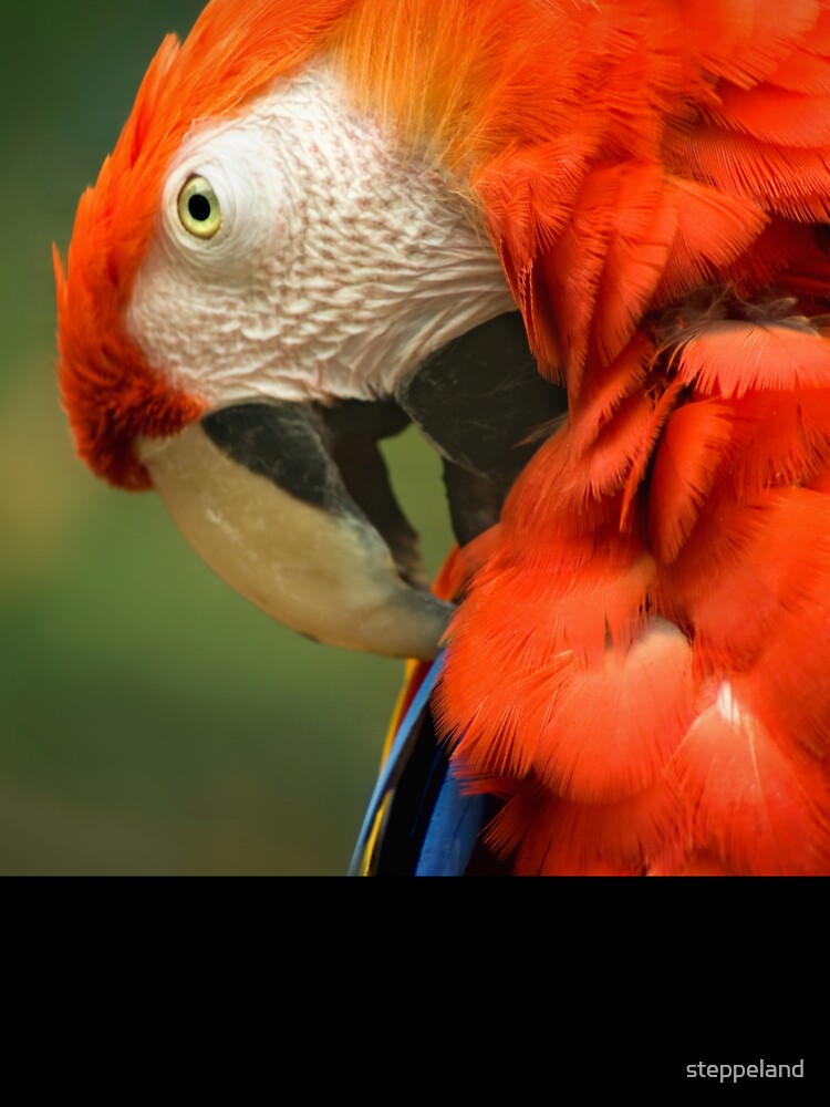 Thumbnail 7 of 7, Oversized T-Shirt, Red Parrot, the Scarlet Macaw – portrait designed and sold by steppeland.