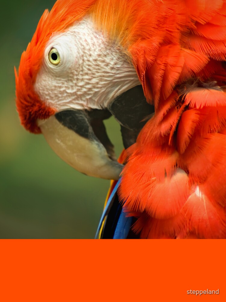Red Parrot, the Scarlet Macaw – portrait by steppeland
