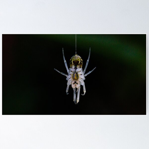 Item preview, Hanging Spider designed and sold by NickZed.