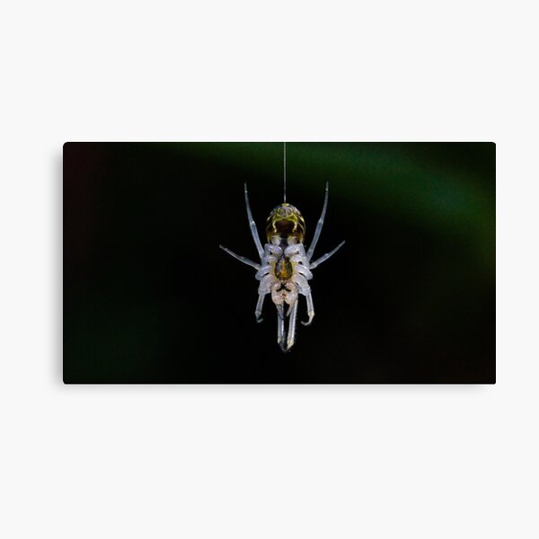 Item preview, Hanging Spider designed and sold by NickZed.