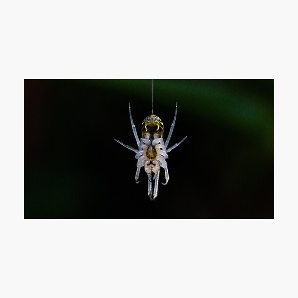 Item preview, Hanging Spider designed and sold by NickZed.