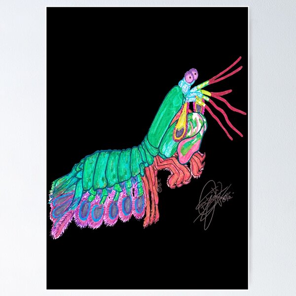 Item preview, Mantis Shrimp  designed and sold by vidyaclary.