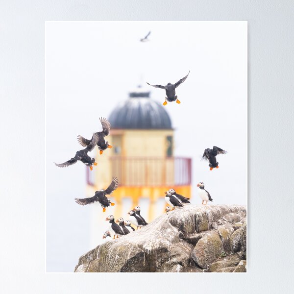 Item preview, Puffin antics on the Isle of May designed and sold by Kay Roxby.