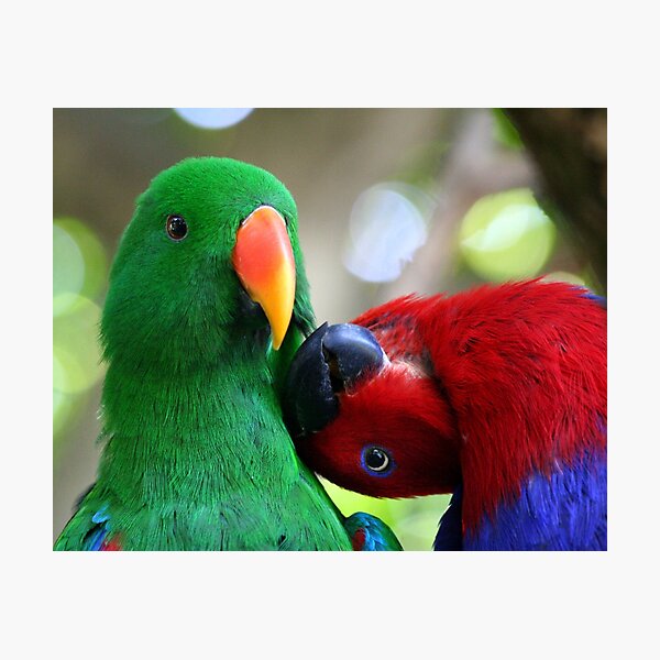 Photographic Print