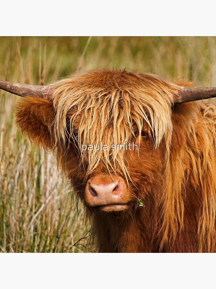 highland cow throw pillow