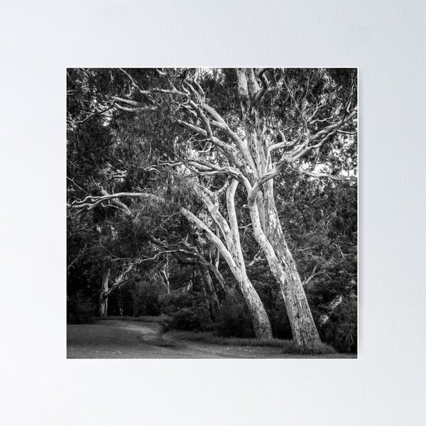 Item preview, Yarra Bend Park, Kew designed and sold by prbimages.