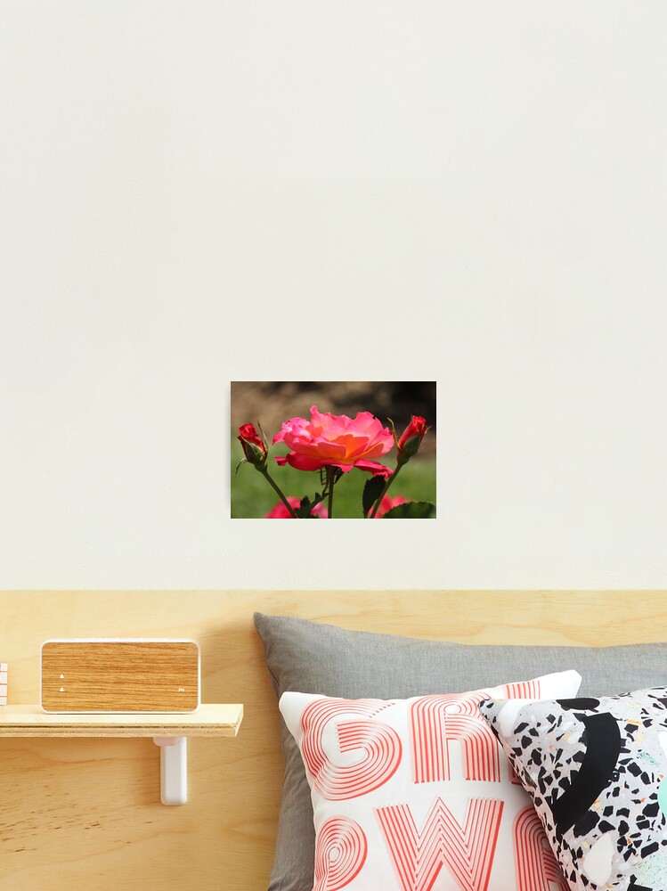 Thumbnail 2 of 3, Photographic Print, Spring Roses designed and sold by stilgar.