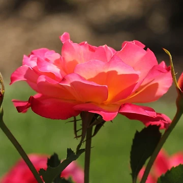 Artwork thumbnail, Spring Roses by Gary Horner