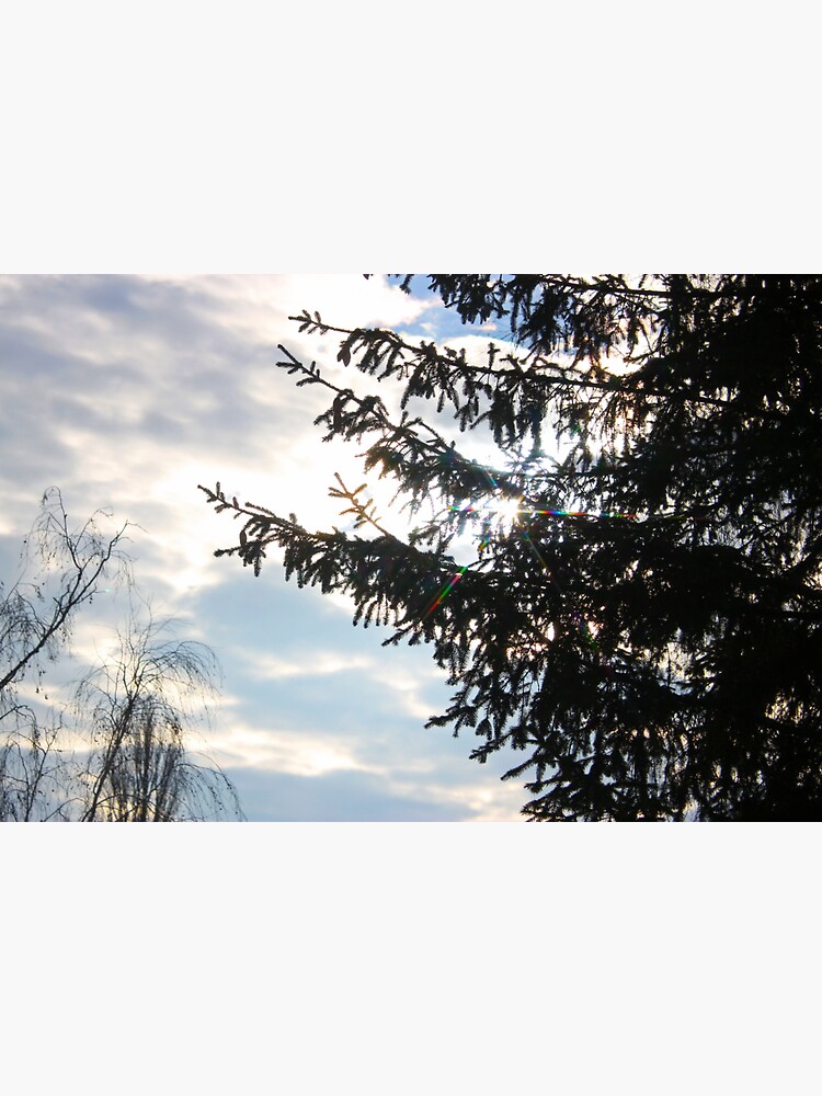 Sunny Spruce by Asaha17