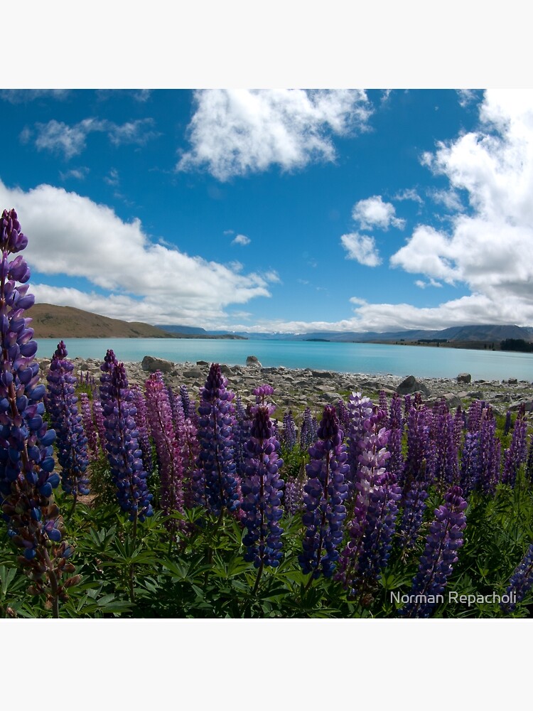 Lupines at Lake Tekapo by keystone