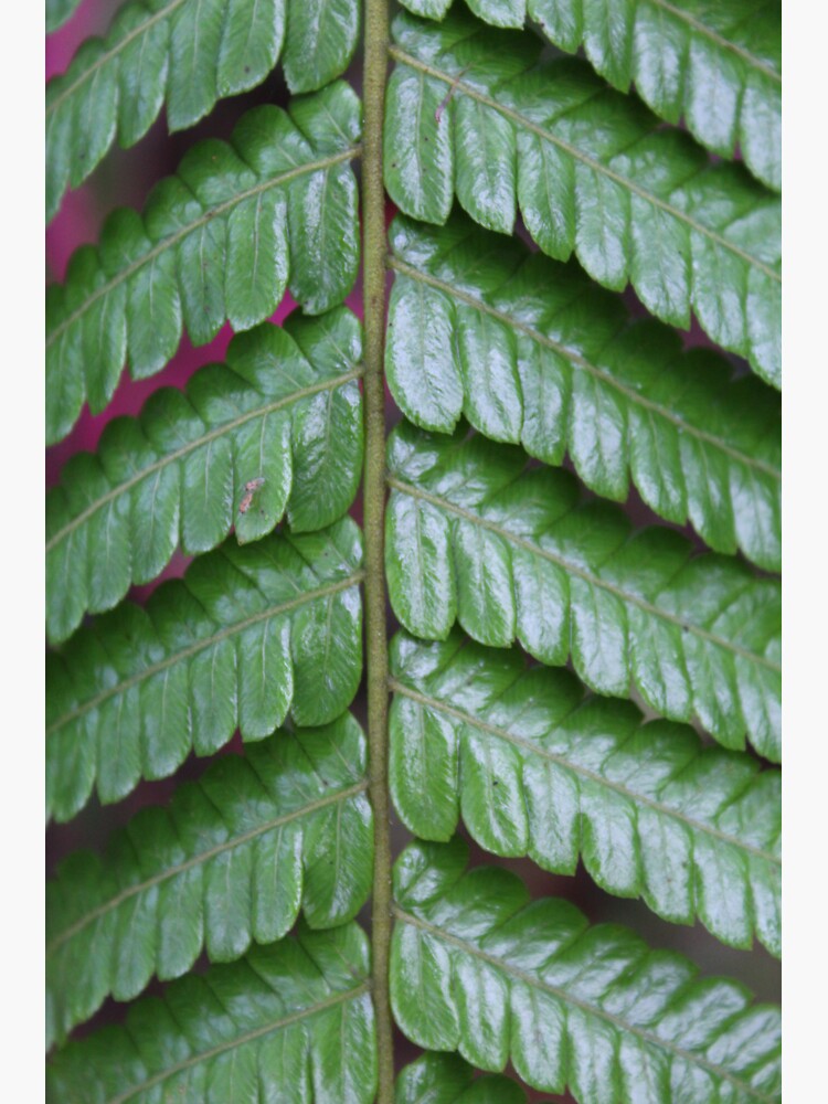 Green Leave by mayshelll