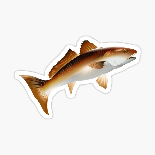 Red Drum Swimming Sticker for Sale by Mary Tracy
