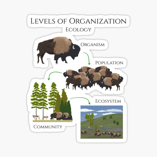 Levels of Organization, Ecology Sticker