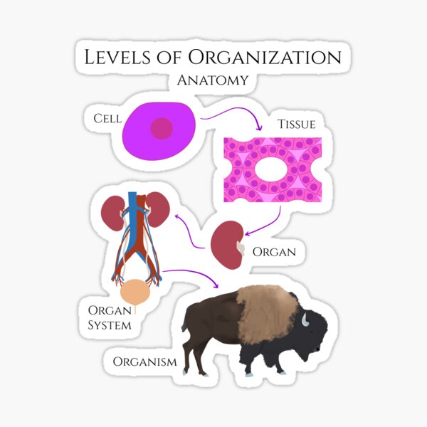 Levels of Organization, Anatomy Sticker