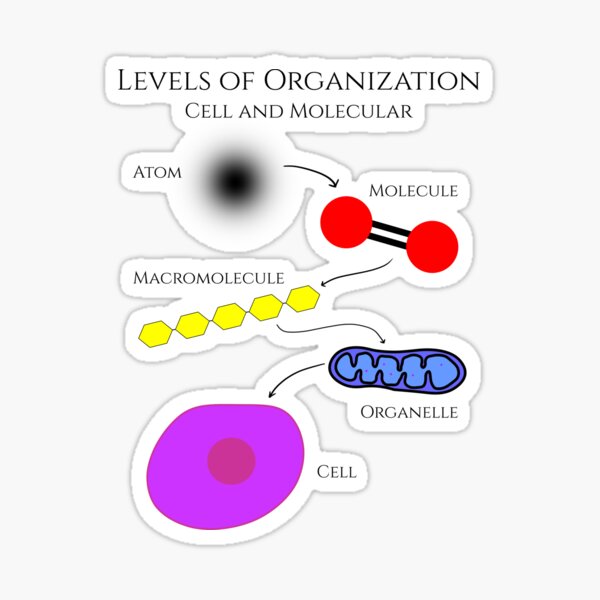 Levels of Organization, Cell and Molecular Biology Sticker