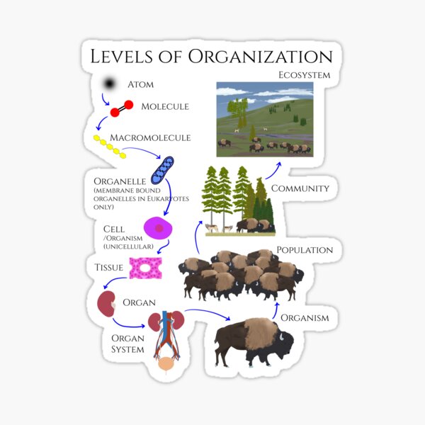 Levels of Organization Sticker