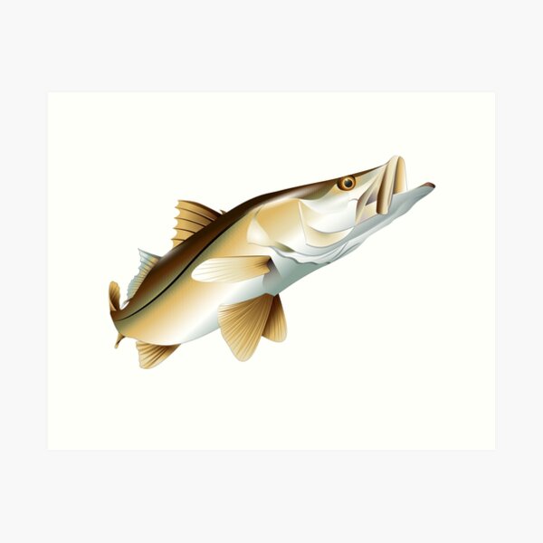 snook clipart