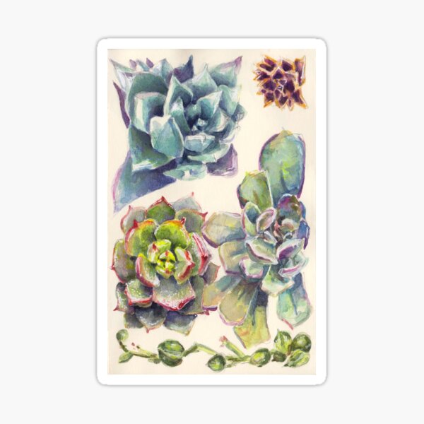 Summer Succulents Sticker
