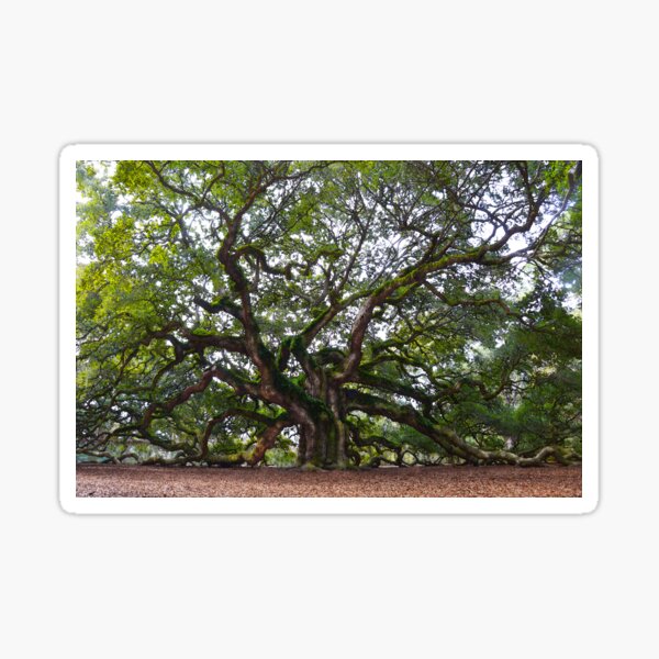 Angel Oak in South Carolina Sticker