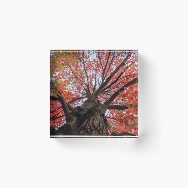 Item preview, Fall Canopy designed and sold by knuss.