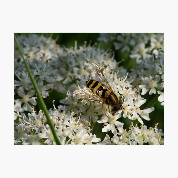 Hoverfly at Work Photographic Print