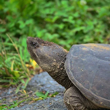 Artwork thumbnail, Native Snapping Turtle study 2 by chstudios