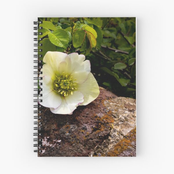Item preview, Old City Cemetery Lenten Rose designed and sold by nbrandsberg.