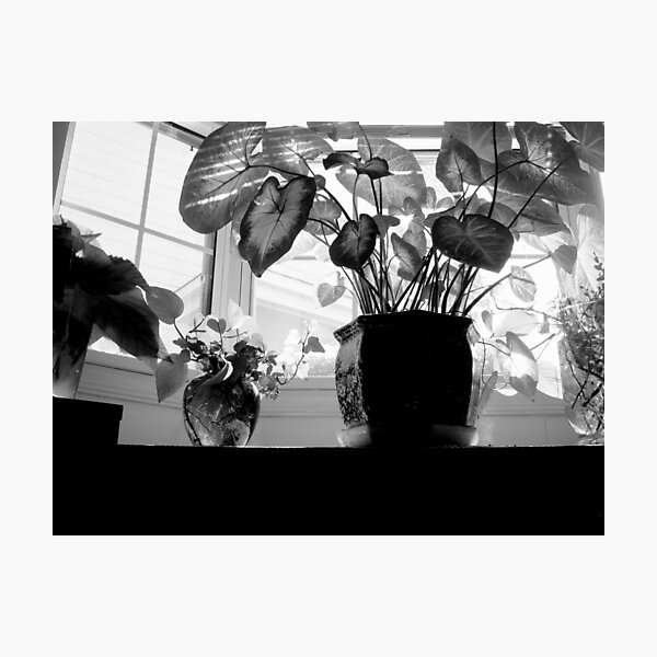 Item preview, The Bay Window - Sombras y todo ^ designed and sold by ctheworld.
