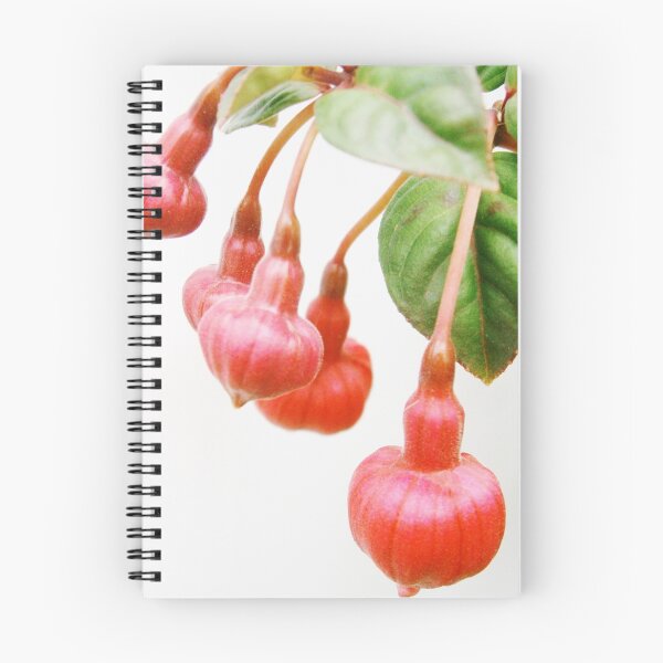 Item preview, Hanging with Friends....Fuchsia triphylla designed and sold by Judi Rustage.