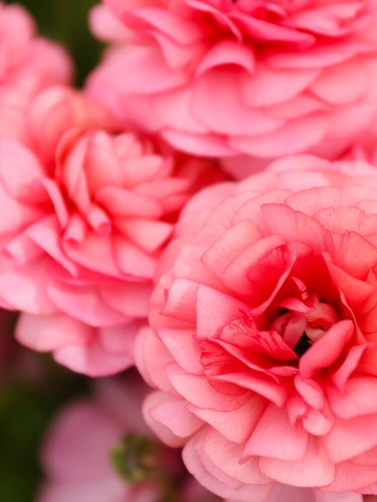 Thumbnail 4 of 4, iPhone Case, Pink Ranunculus Flowers designed and sold by ppddesigns.