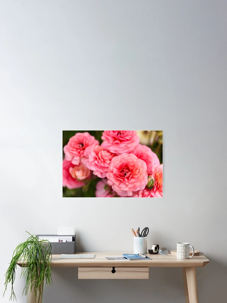 Thumbnail 2 of 3, Poster, Pink Ranunculus Flowers designed and sold by ppddesigns.