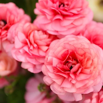 Artwork thumbnail, Pink Ranunculus Flowers by ppddesigns