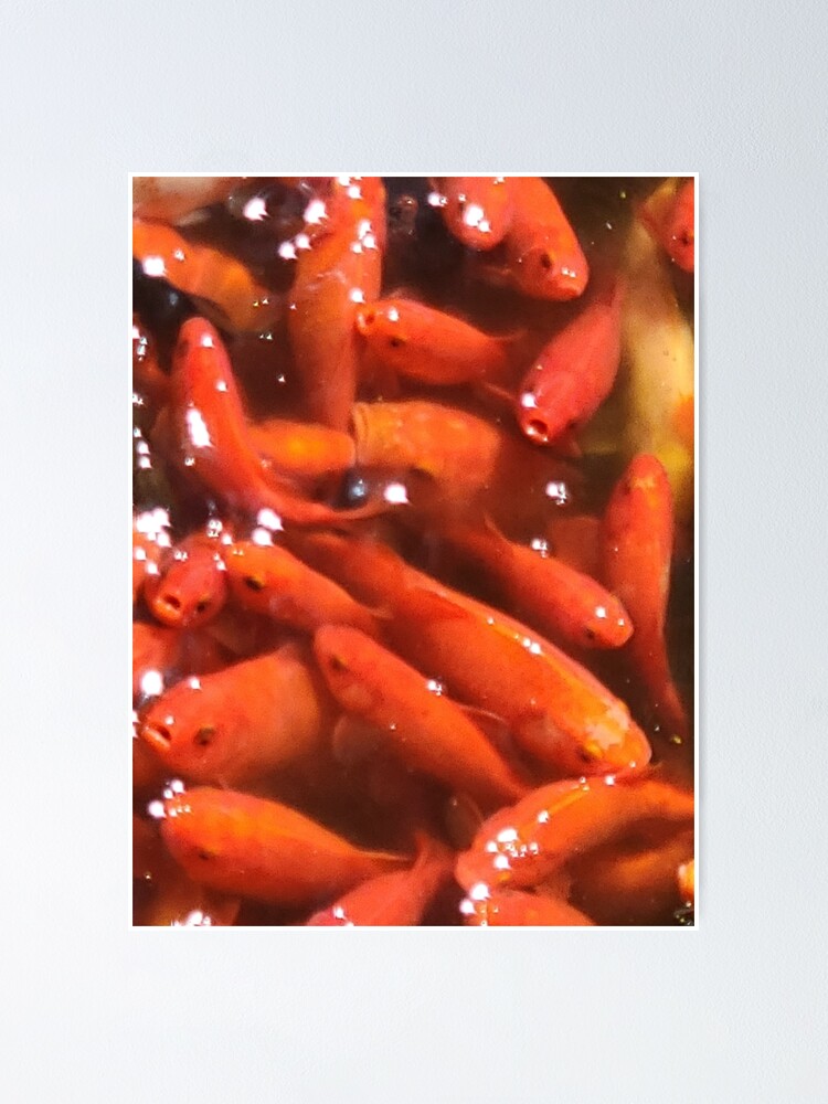 "Goldfish " Poster for Sale by Duransangel Redbubble