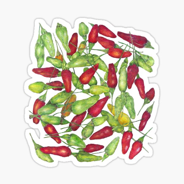 Chilly harvest (coloured pencil) Sticker